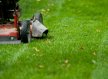 Best Commercial Lawn Care Services in Dallas, TX