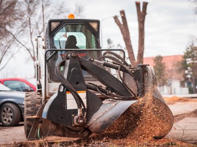 Best Commercial Tree Services in Fort Worth TX